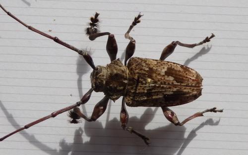 Réf. 241 958 : Dryoctenes scrupulosus